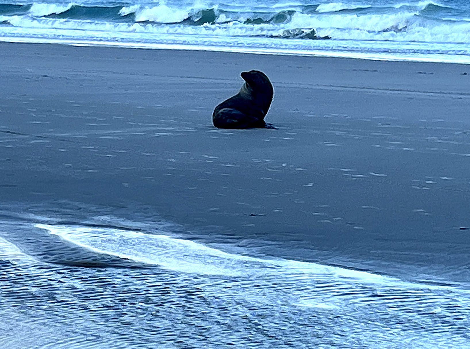 A young fur seal resting on the sand