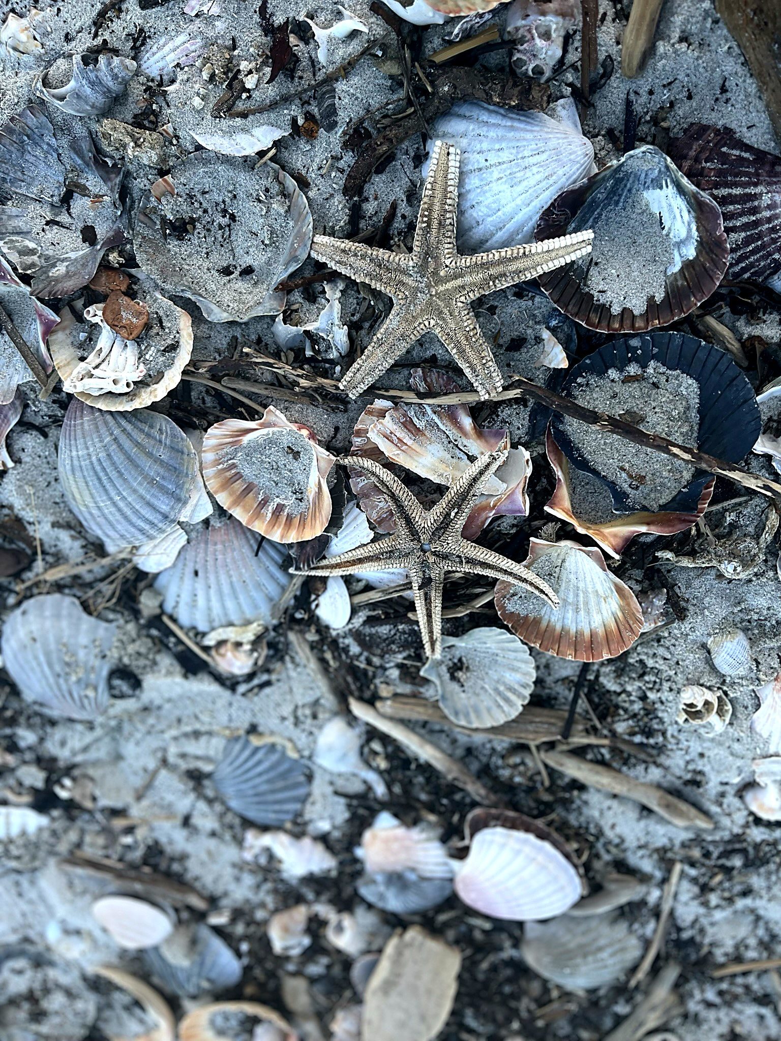 Shells on the tideline at Ruakākā